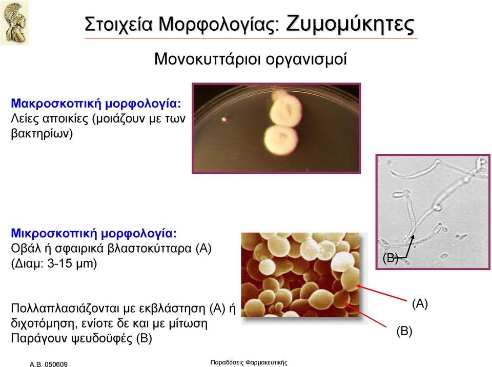 μορφολογία: Οβάλ ή σφαιρικά βλαστοκύτταρα (Α) (Διαμ: 3-15 µm) (Β)
