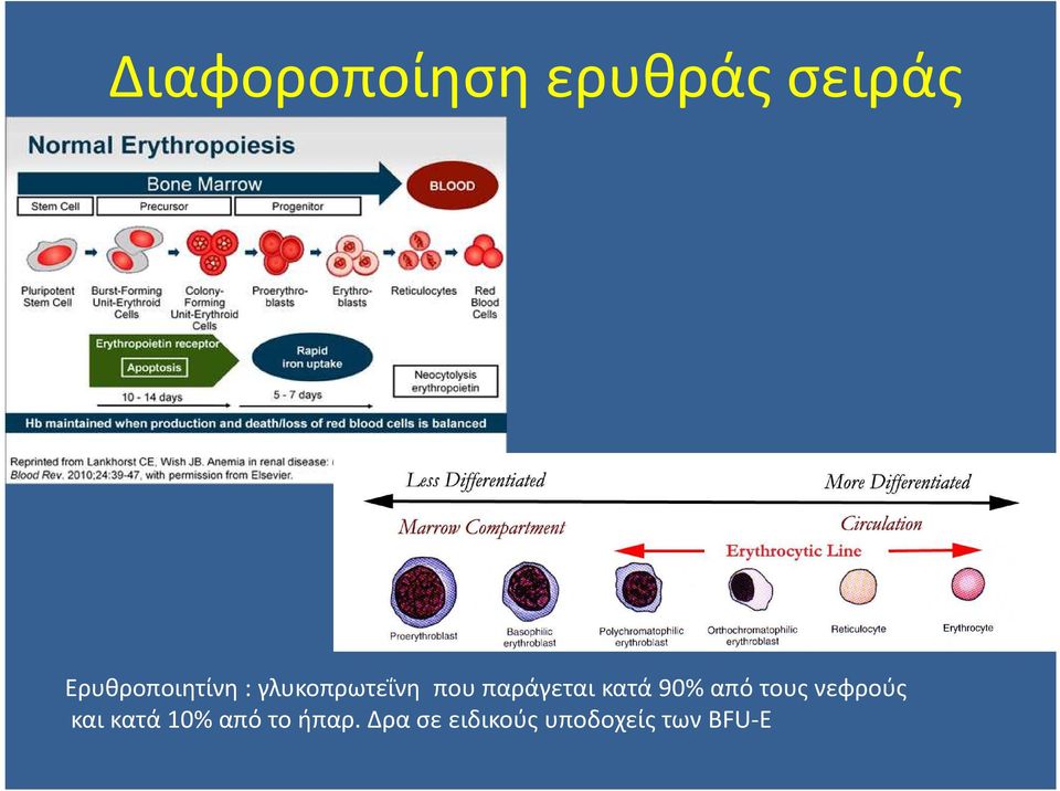 παράγεται κατά 90% από τους νεφρούς και
