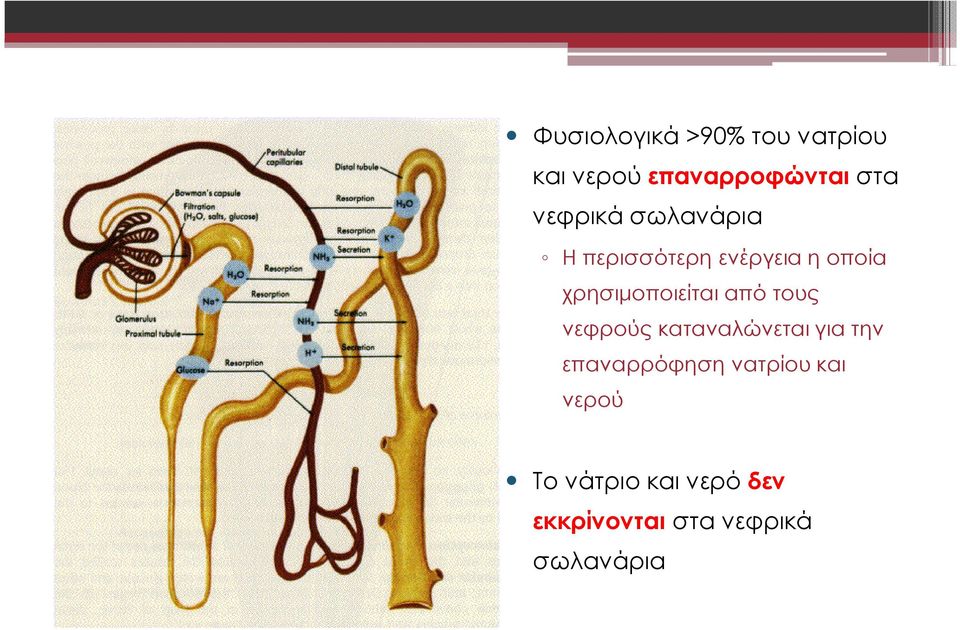 χρησιµοποιείται από τους νεφρούς καταναλώνεται για την