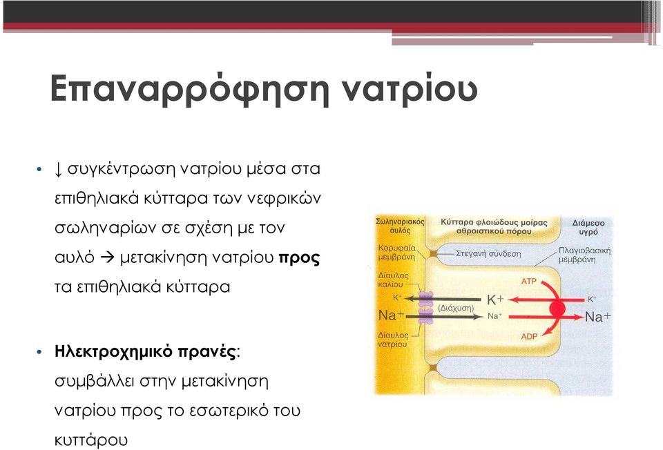 µετακίνηση νατρίου προς τα επιθηλιακά κύτταρα Ηλεκτροχηµικό