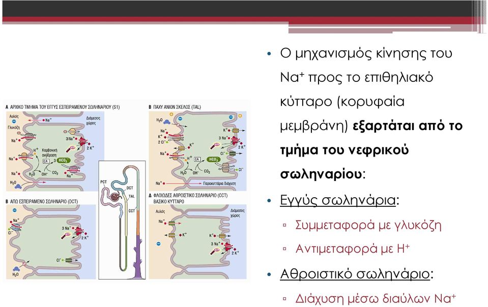 σωληναρίου: Εγγύς σωληνάρια: Συµµεταφορά µε γλυκόζη