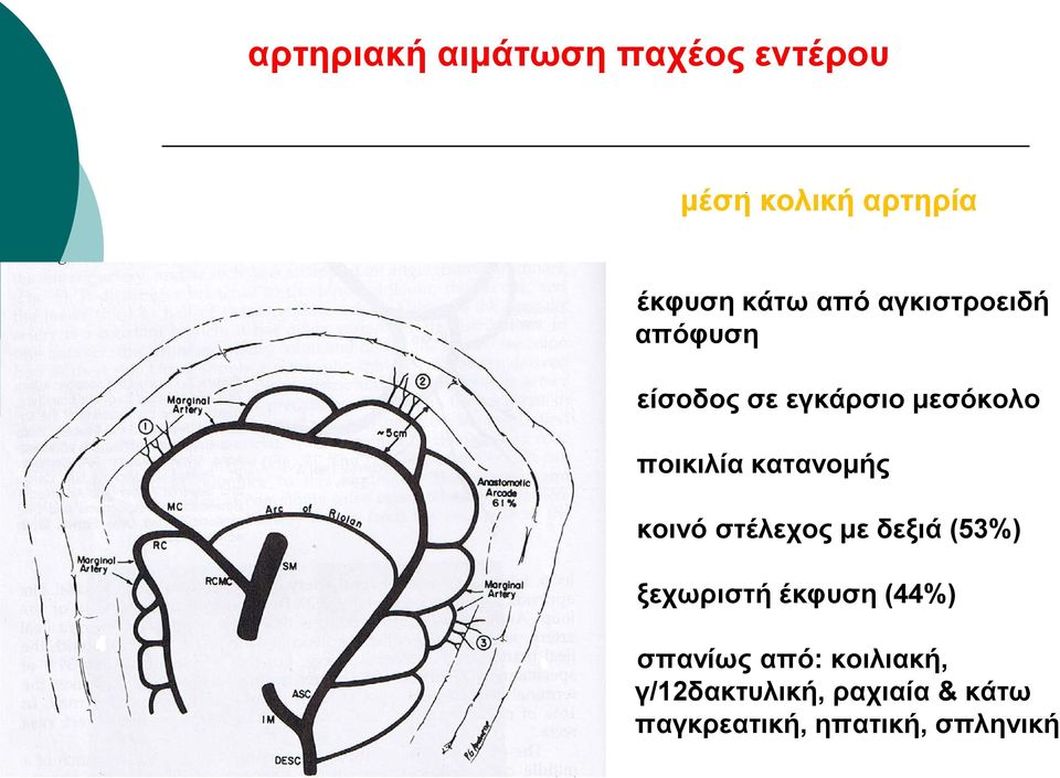 κατανομής κοινό στέλεχος με δεξιά (53%) ξεχωριστή έκφυση (44%)