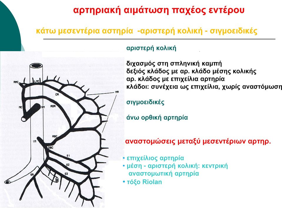 κλάδος με επιχείλια αρτηρία κλάδοι: συνέχεια ως επιχείλια, χωρίς αναστόμωση σιγμοειδικές άνω ορθική