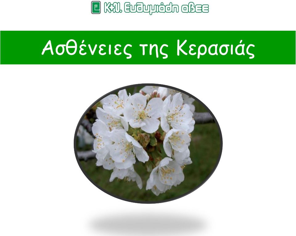 Κερασιάς