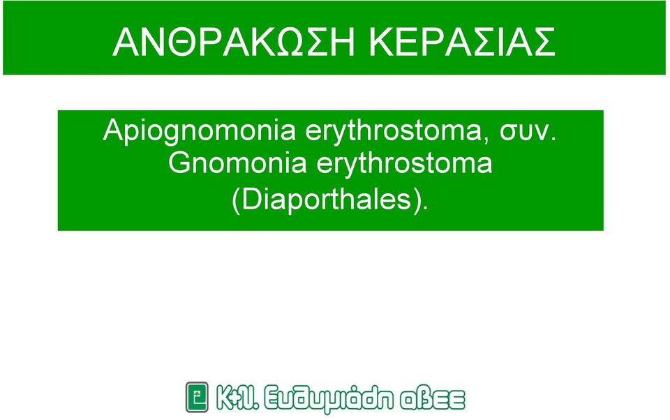 erythrostoma, συν.