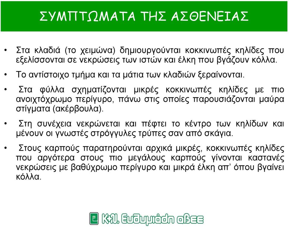 Στα φύλλα σχηματίζονται μικρές κοκκινωπές κηλίδες με πιο ανοιχτόχρωμο περίγυρο, πάνω στις οποίες παρουσιάζονται μαύρα στίγματα (ακέρβουλα).