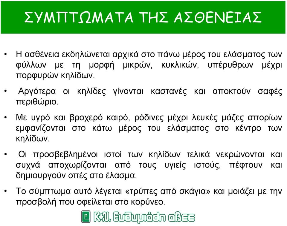 Με υγρό και βροχερό καιρό, ρόδινες μέχρι λευκές μάζες σπορίων εμφανίζονται στο κάτω μέρος του ελάσματος στο κέντρο των κηλίδων.