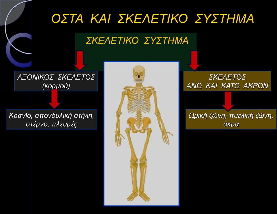 σπονδυλική στήλη, στέρνο, πλευρές ΣΚΕΛΕΤΟΣ