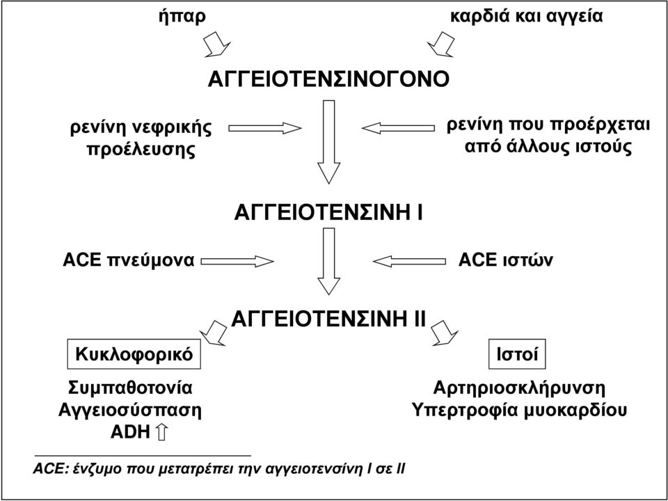 Κυκλοφορικό Συµπαθοτονία Αγγειοσύσπαση ADH ΑΓΓΕΙΟΤΕΝΣΙΝΗ ΙΙ Ιστοί