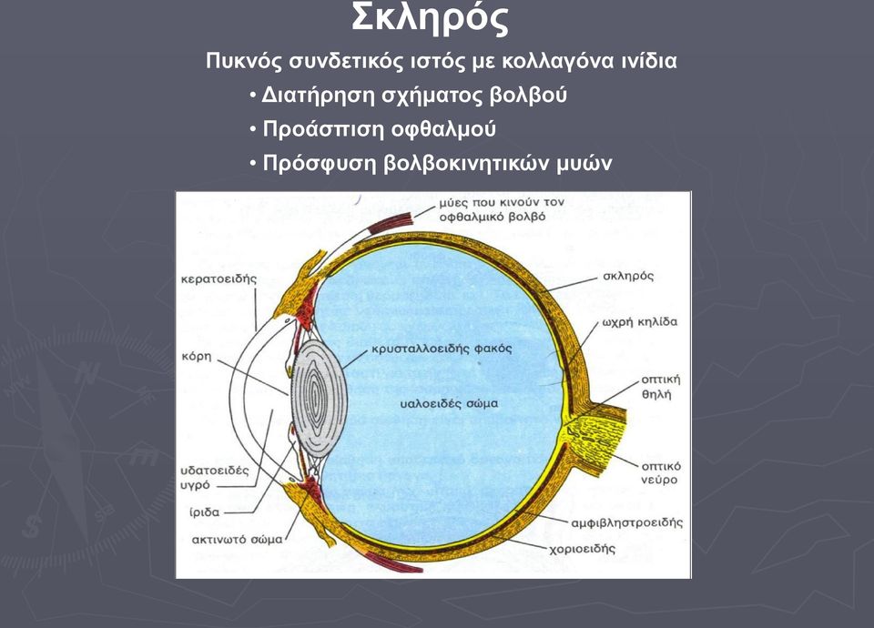 σχήματος βολβού Προάσπιση