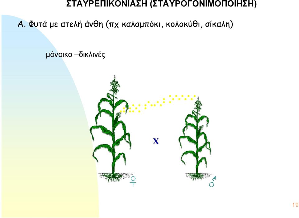 Φυτά με ατελή άνθη (πχ