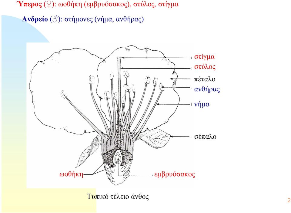 ανθήρας) στίγμα στύλος πέταλο ανθήρας