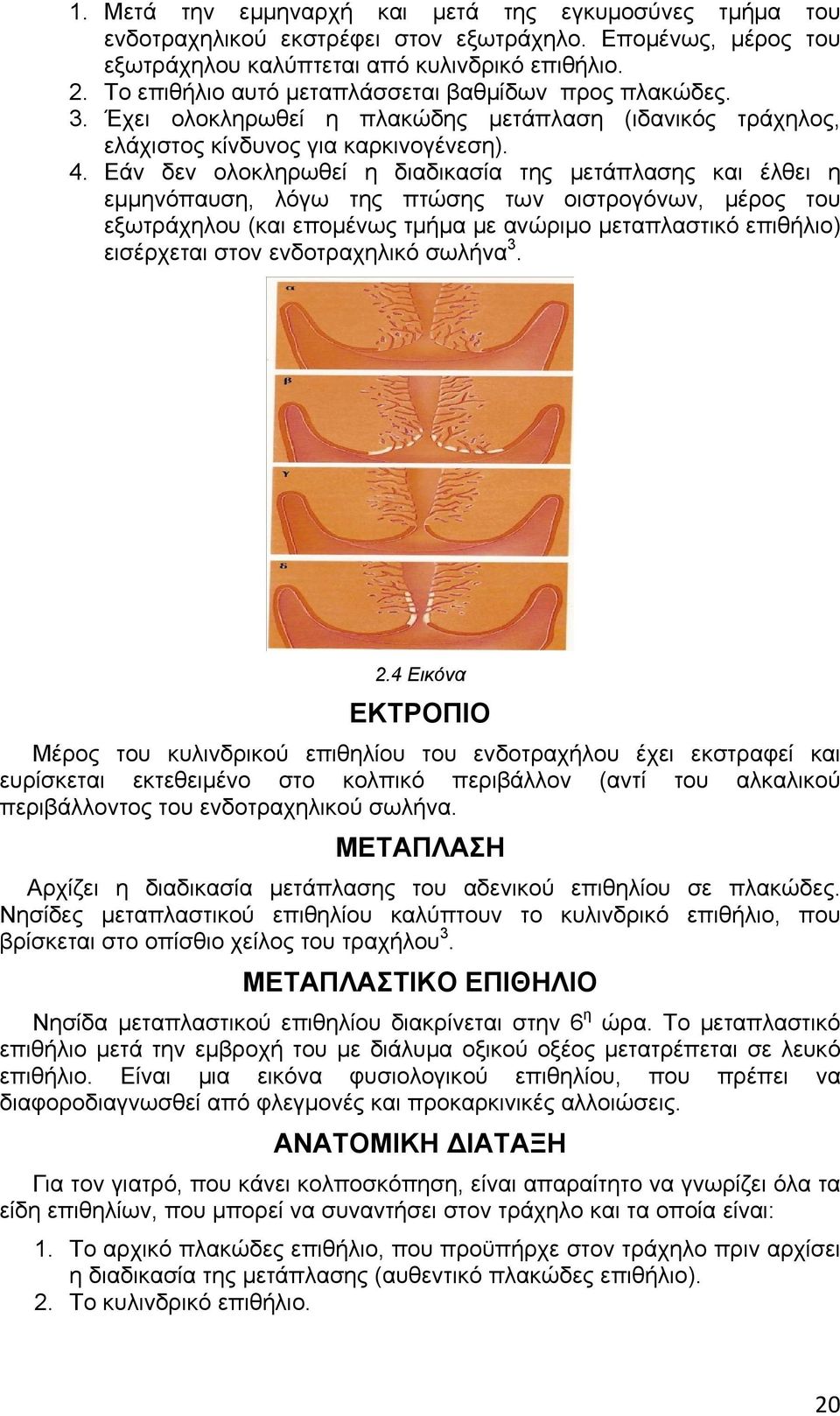 Εάν δεν ολοκληρωθεί η διαδικασία της μετάπλασης και έλθει η εμμηνόπαυση, λόγω της πτώσης των οιστρογόνων, μέρος του εξωτράχηλου (και επομένως τμήμα με ανώριμο μεταπλαστικό επιθήλιο) εισέρχεται στον