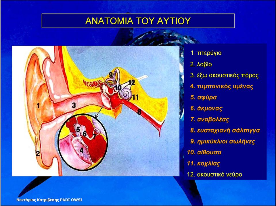 σφύρα 6. άκµονας 7. αναβολέας 8.