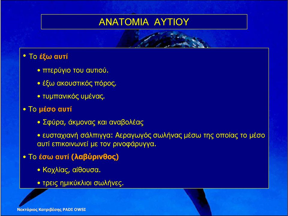 Το µέσο αυτί Σφύρα, άκµονας και αναβολέας ευσταχιανή σάλπιγγα: Αεραγωγός