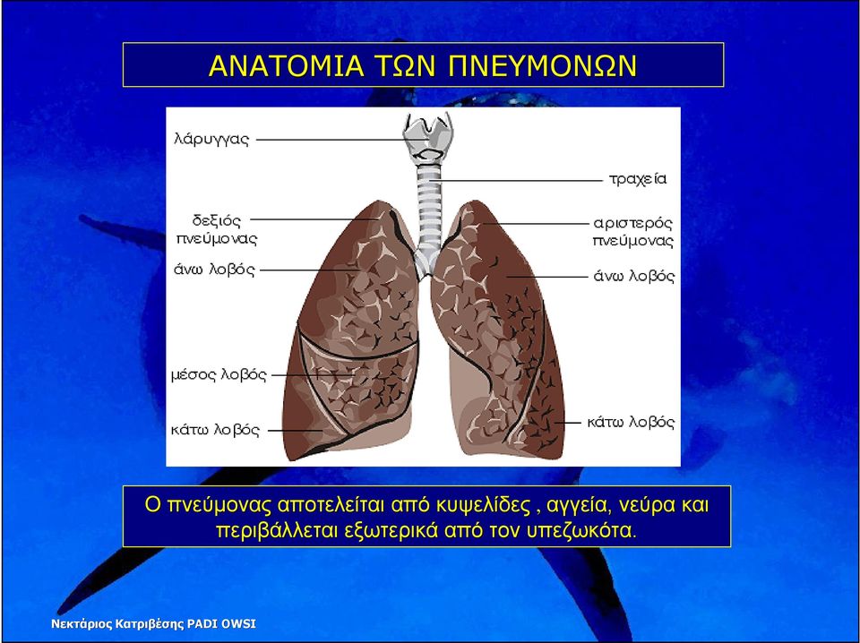 κυψελίδες, αγγεία, νεύρα και