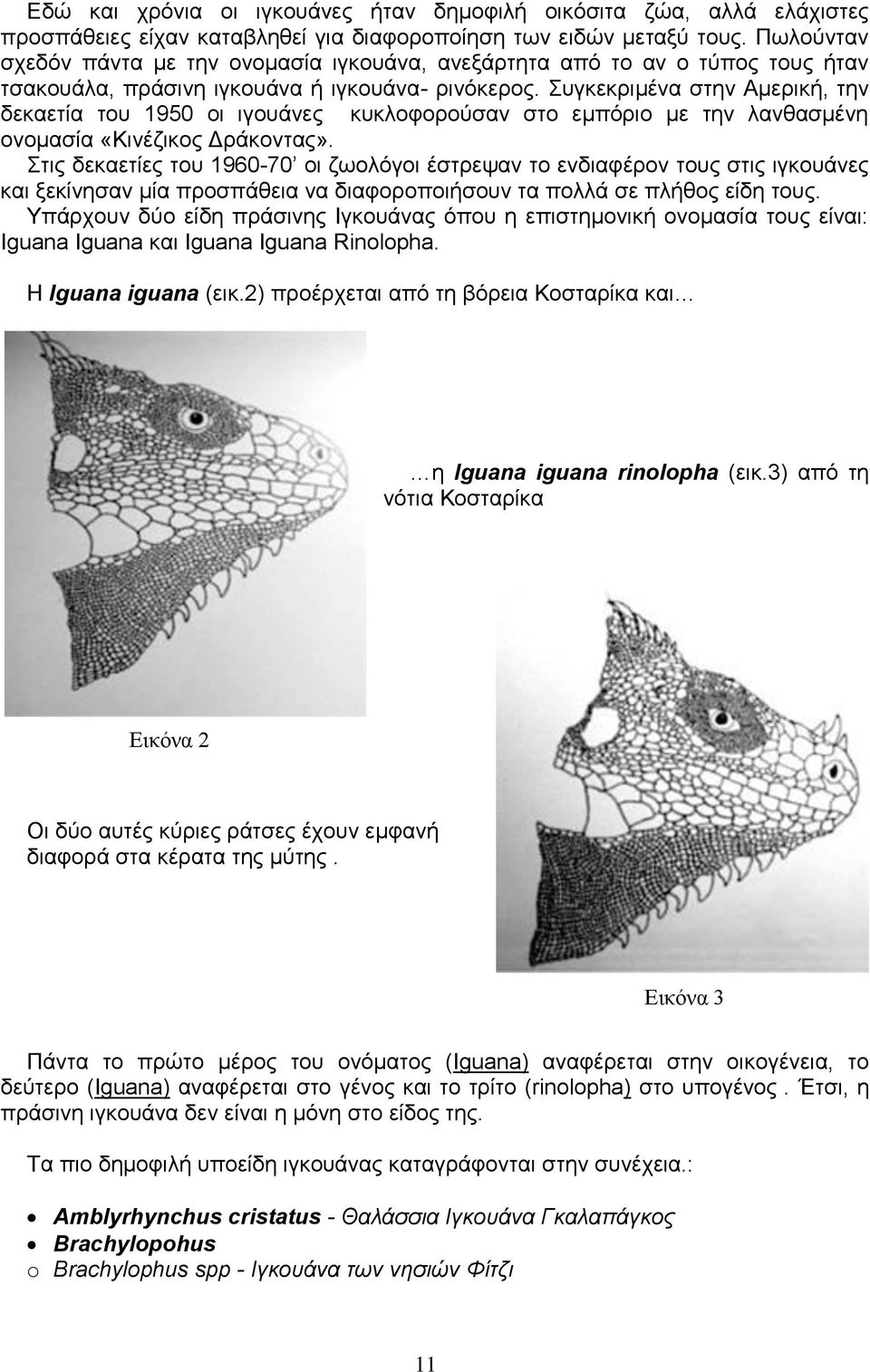 Συγκεκριμένα στην Αμερική, την δεκαετία του 1950 οι ιγουάνες κυκλοφορούσαν στο εμπόριο με την λανθασμένη ονομασία «Κινέζικος Δράκοντας».
