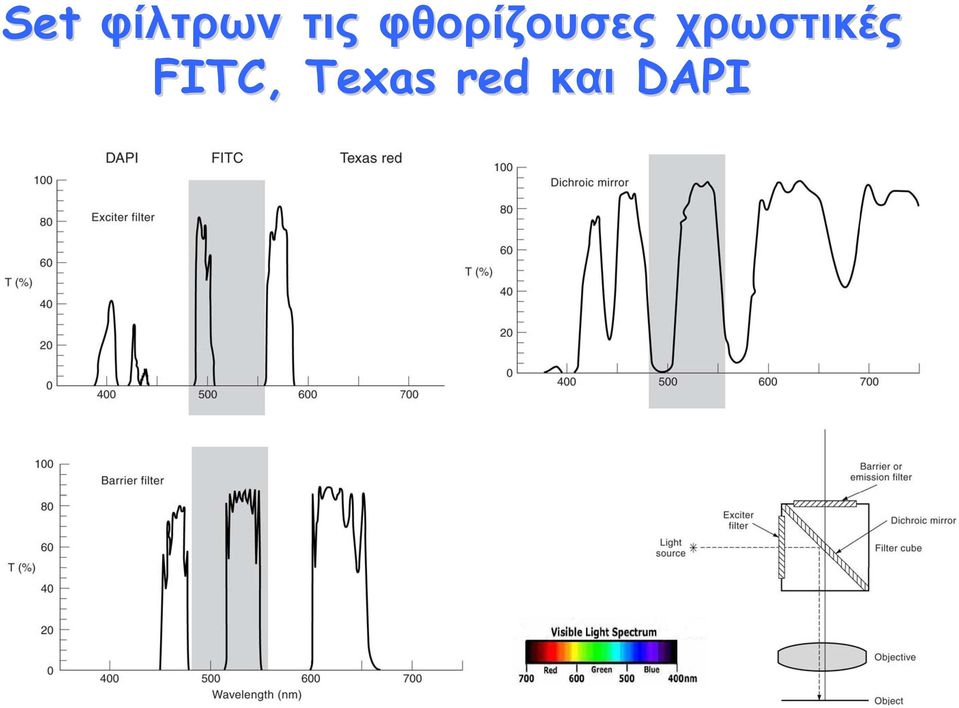 χρωστικές FITC,