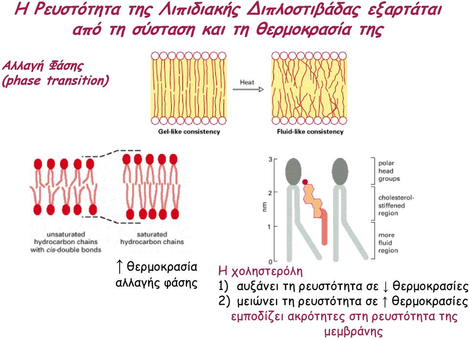 φάσης Η χοληστερόλη 1) αυξάνει τη ρευστότητα σε θερµοκρασίες 2) µειώνει