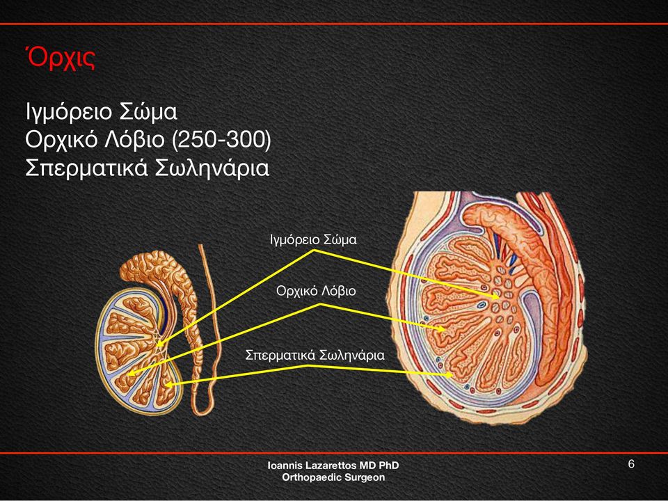 Γεννητικό Σύστημα. Ioannis Lazarettos. MD PhD Orthopaedic Surgeon - PDF  Free Download