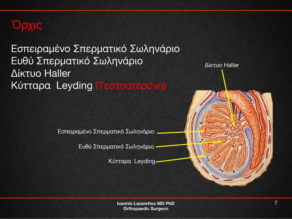 Leyding (Τεστοστερόνη) Δίκτυο Haller Εσπειραμένο