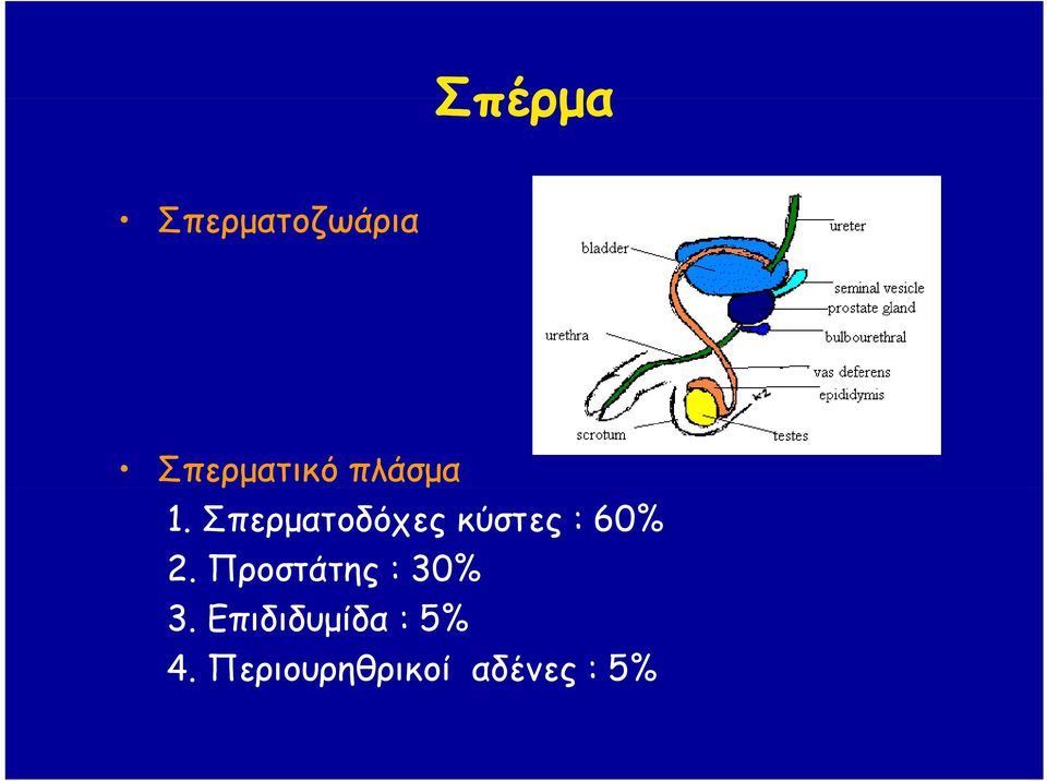 Σπερματοδόχες κύστες : 60% 2.