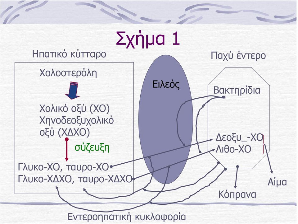 Παχύ έντερο Βακτηρίδια Δεοξυ_-ΧΟ Λιθο-ΧΟ Γλυκο-ΧΟ,