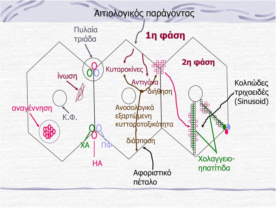 Κυταροκίνες Αντιγόνα διήθηση Ανοσολογικά εξαρτώμενη