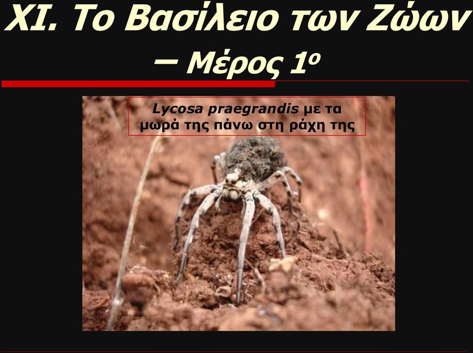 praegrandis με τα