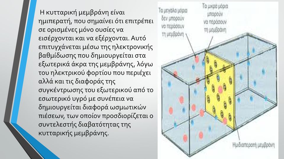 Αυτό επιτυγχάνεται μέσω της ηλεκτρονικής βαθμίδωσης που δημιουργείται στα εξωτερικά άκρα της μεμβράνης, λόγω του