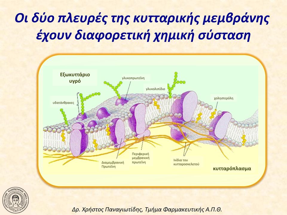 υδατάνθρακες χοληστερόλη Διαμεμβρανική Πρωτεΐνη Περιφερική