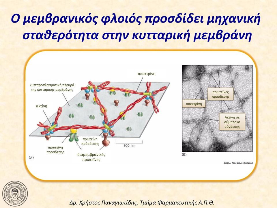 κυτταρικής μεμβράνης ακτίνη σπεκτρίνη πρωτεΐνες πρόσδεσης Ακτίνη