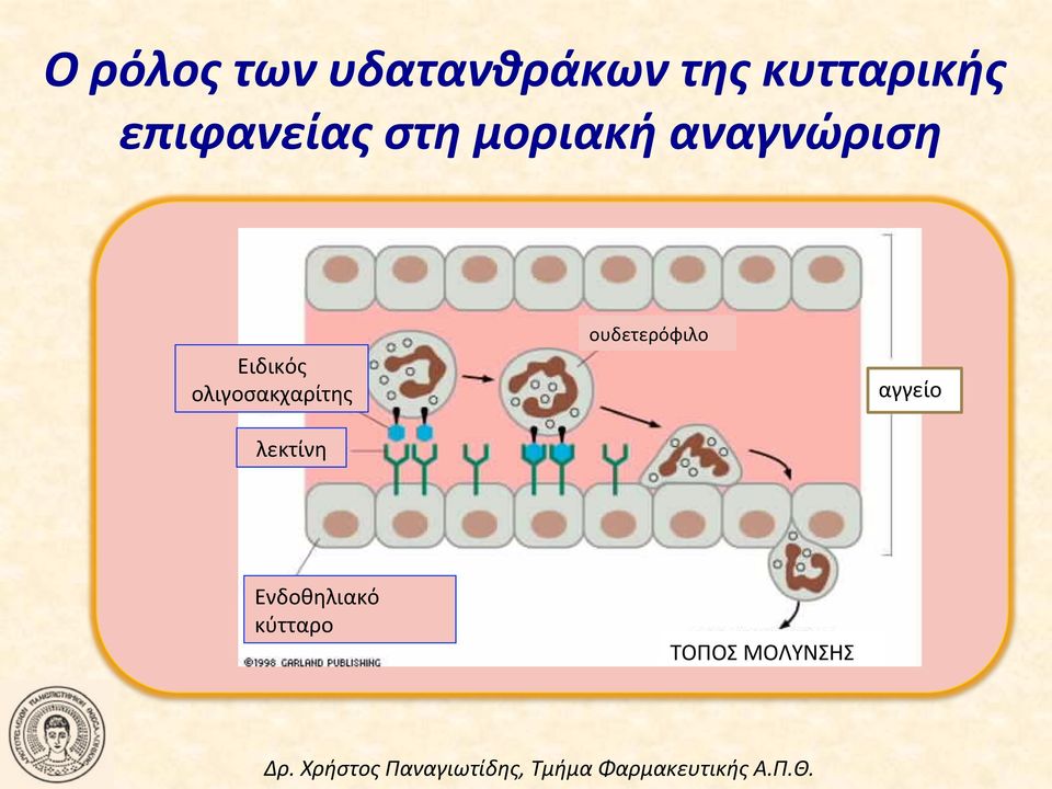 Ειδικός ολιγοσακχαρίτης λεκτίνη