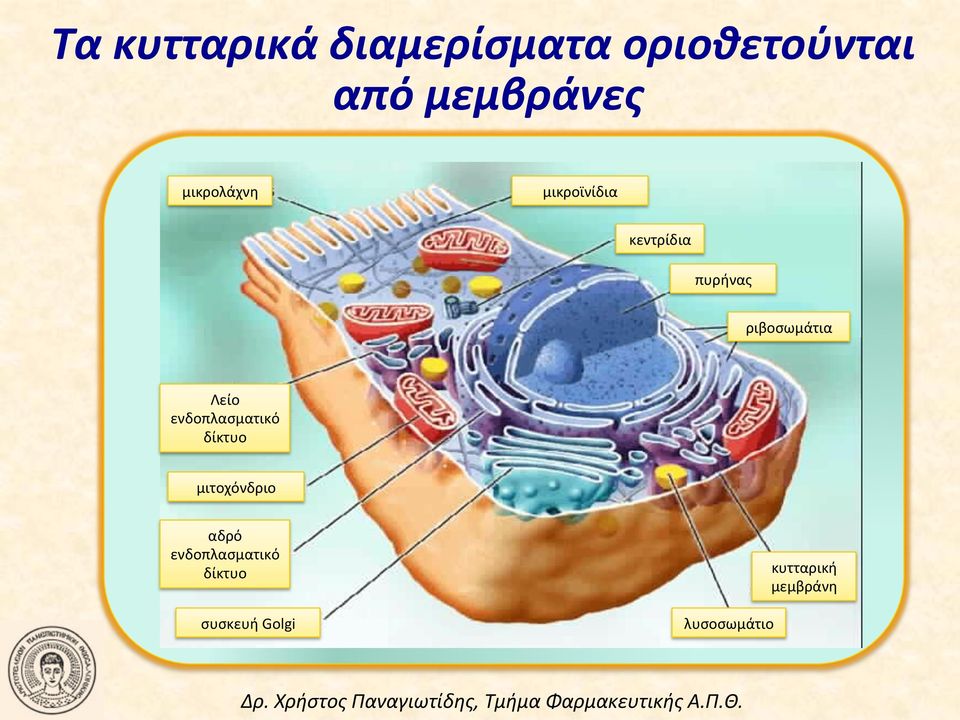 Λείο ενδοπλασματικό δίκτυο μιτοχόνδριο αδρό