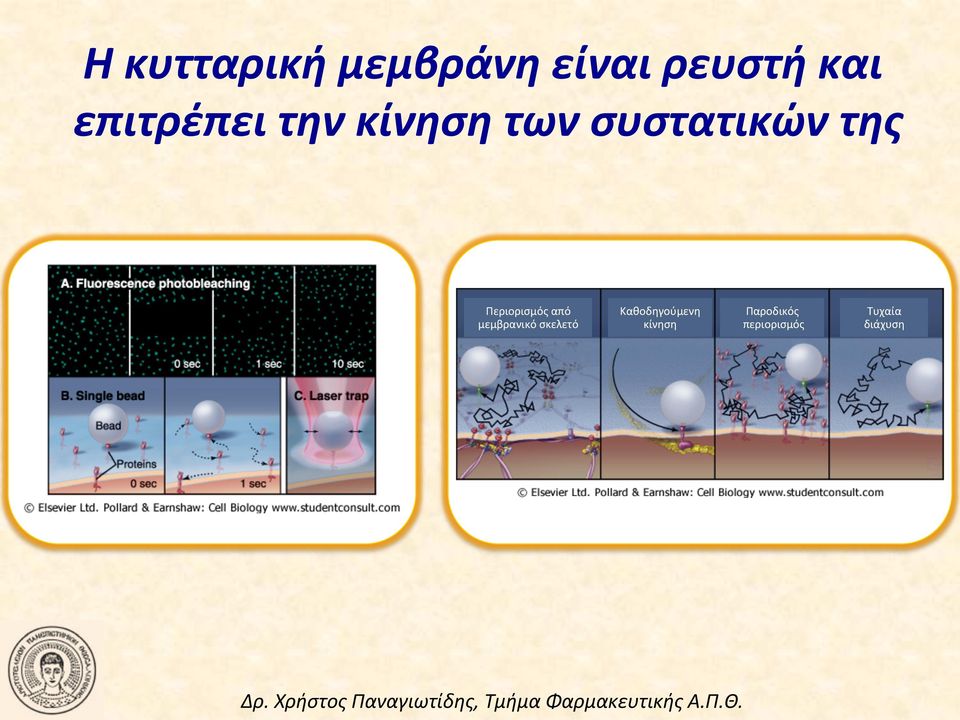 Περιορισμός από μεμβρανικό σκελετό