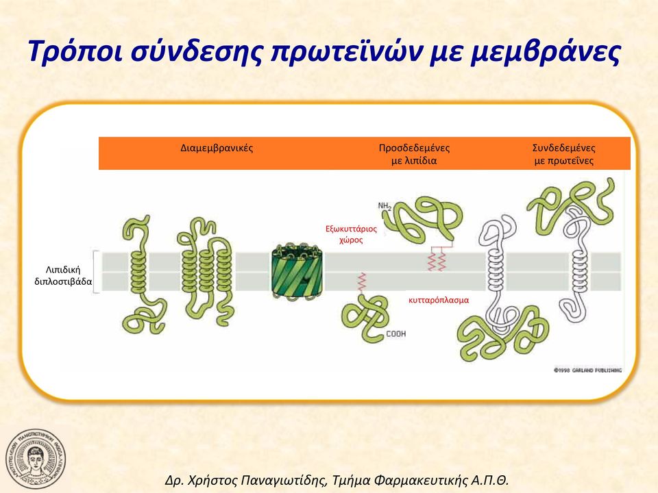 Συνδεδεμένες με πρωτεΐνες Εξωκυττάριος