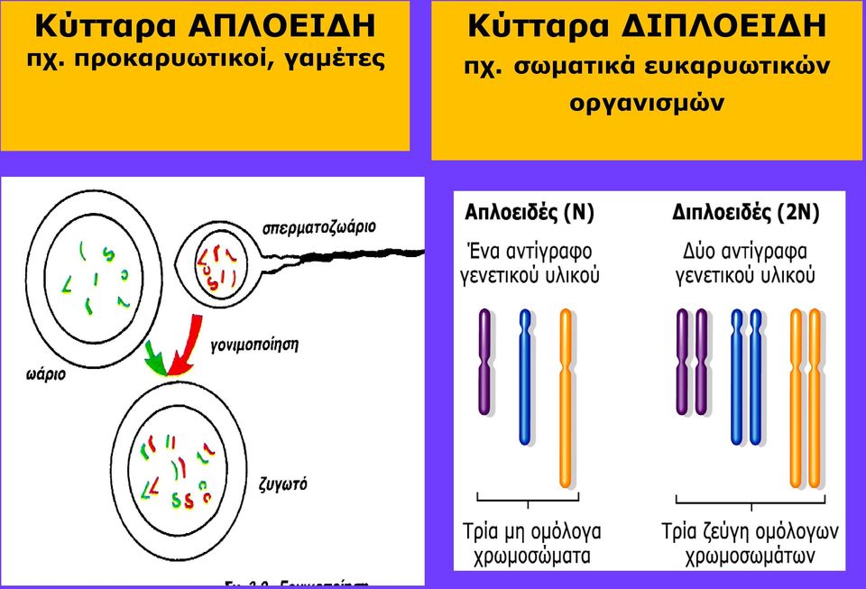 Κύτταρα ΔΙΠΛΟΕΙΔΗ πχ.