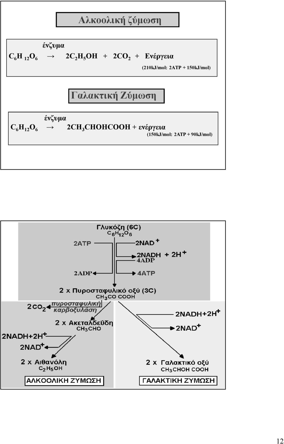 150kJ/mol) Γαλακτική Ζύμωση ένζυμα C 6 H 12 O 6