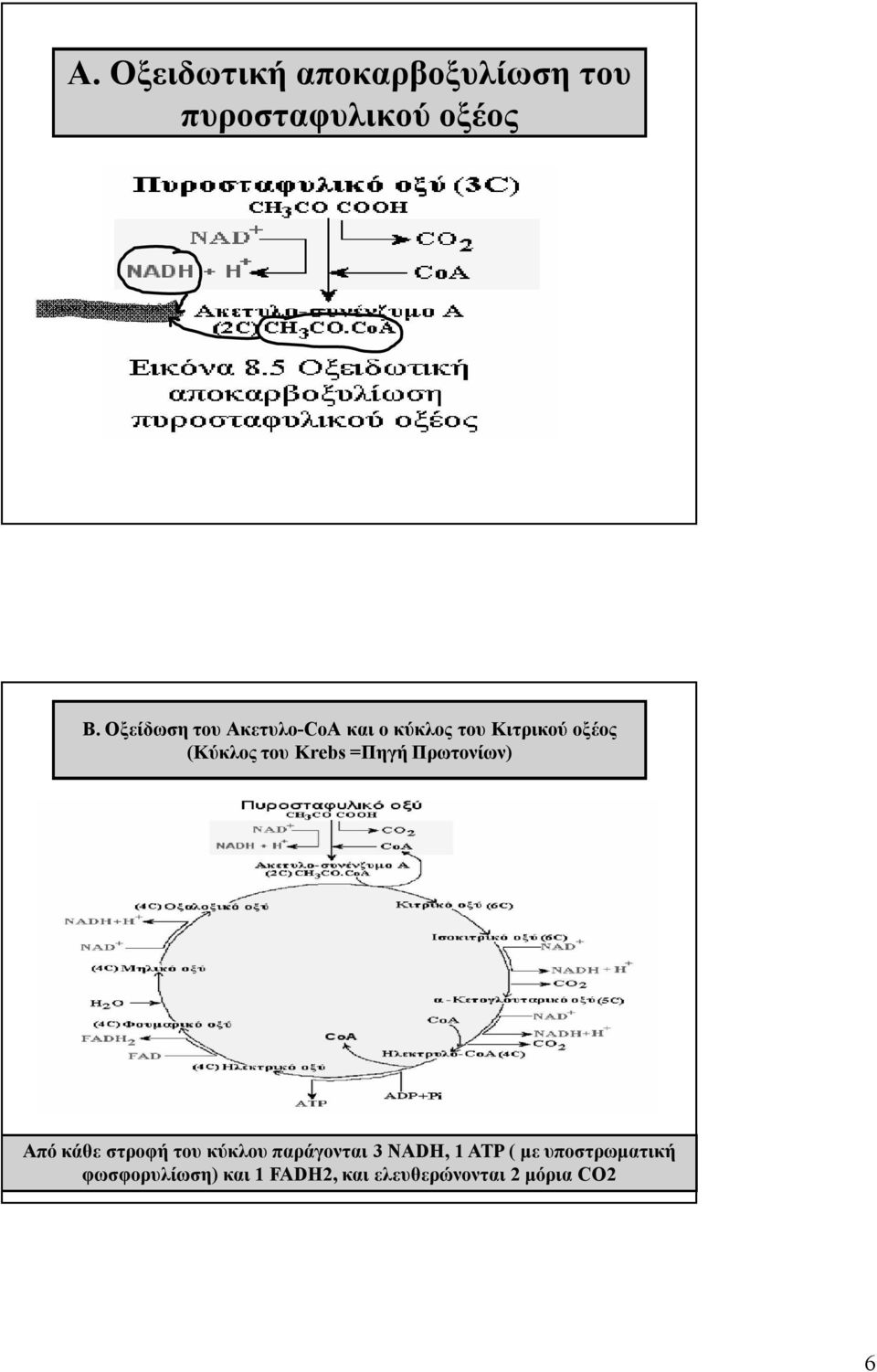 Οξείδωση του Ακετυλο-CοΑ και ο κύκλος του Κιτρικού οξέος (Κύκλος του Krebs