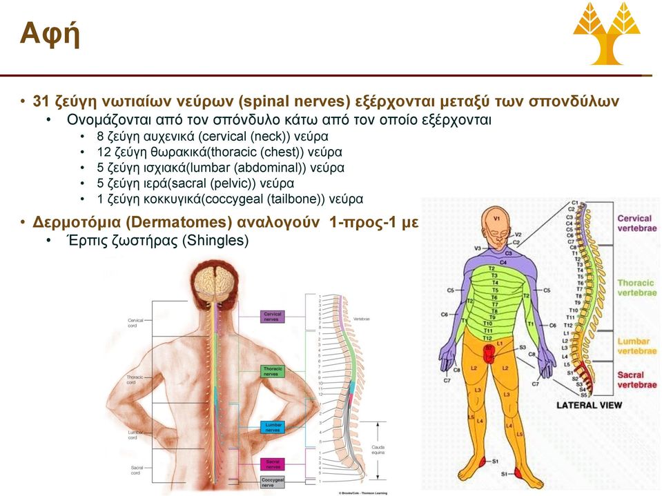 νεύρα 5 ζεύγη ισχιακά(lumbar (abdominal)) νεύρα 5 ζεύγη ιερά(sacral (pelvic)) νεύρα 1 ζεύγη