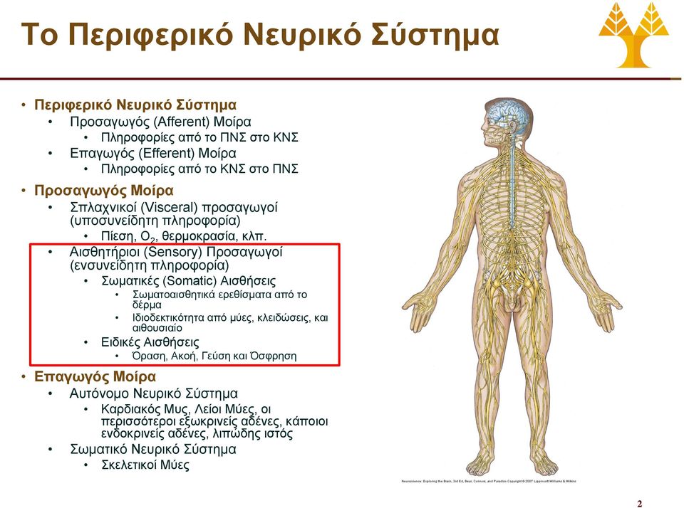 Αισθητήριοι (Sensory) Προσαγωγοί (ενσυνείδητη πληροφορία) Σωματικές (Somatic) Αισθήσεις Σωματοαισθητικά ερεθίσματα από το δέρμα Ιδιοδεκτικότητα από μύες, κλειδώσεις, και