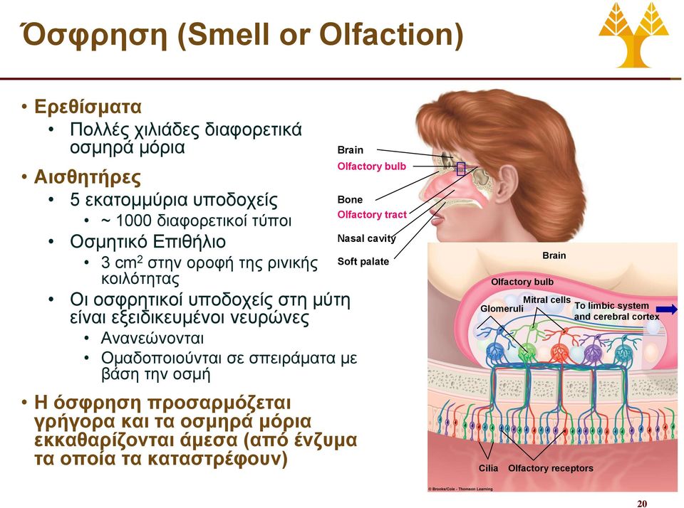 σπειράματα με βάση την οσμή Η όσφρηση προσαρμόζεται γρήγορα και τα οσμηρά μόρια εκκαθαρίζονται άμεσα (από ένζυμα τα οποία τα καταστρέφουν) Olfactory