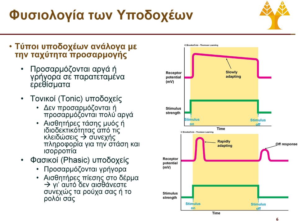 πληροφορία για την στάση και ισορροπία Φασικοί (Phasic) υποδοχείς Προσαρμόζονται γρήγορα Αισθητήρες πίεσης στο δέρμα γι αυτό δεν αισθάνεστε συνεχώς τα ρούχα σας