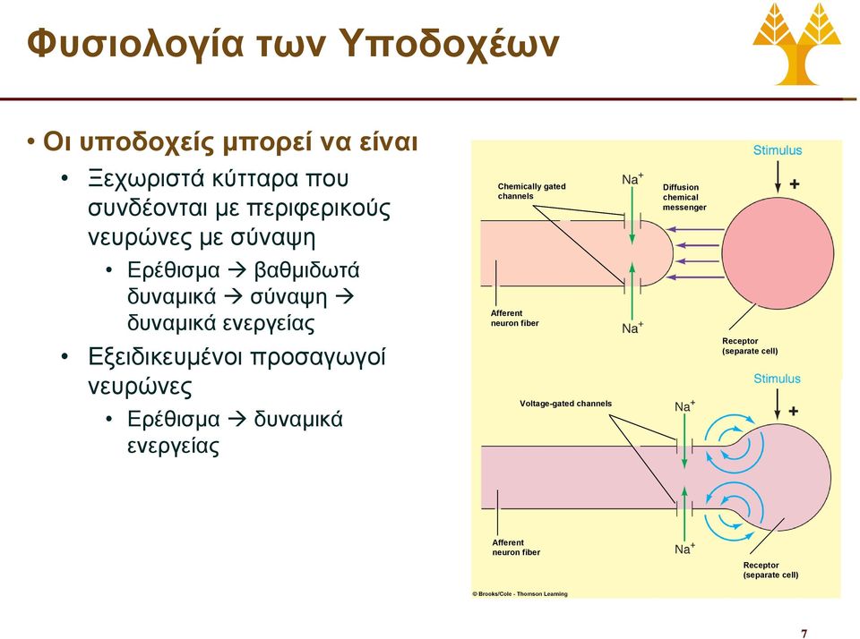 νευρώνες Ερέθισμα δυναμικά ενεργείας Chemically gated channels Afferent neuron fiber Voltage-gated