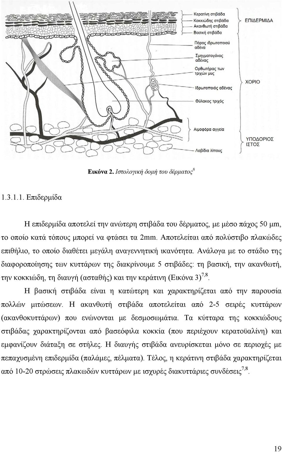 Ανάλογα με το στάδιο της διαφοροποίησης των κυττάρων της διακρίνουμε 5 στιβάδες: τη βασική, την ακανθωτή, την κοκκιώδη, τη διαυγή (ασταθής) και την κεράτινη (Εικόνα 3) 7,8.