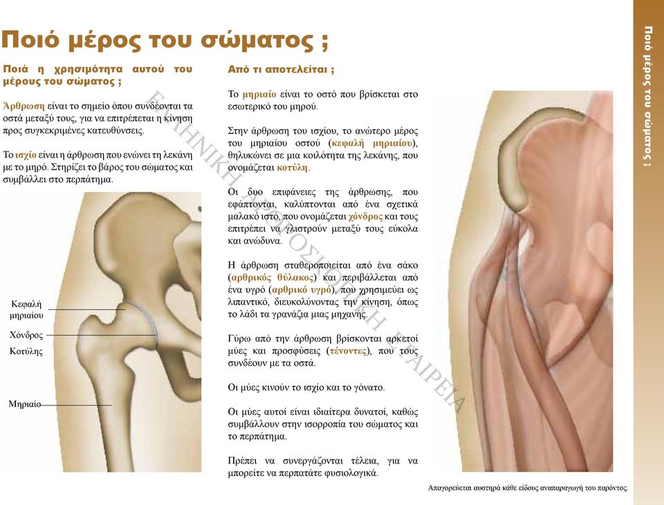 Από τι αποτελείται ; Το μηριαίο είναι το οστό που βρίσκεται στο εσωτερικό του μηρού.