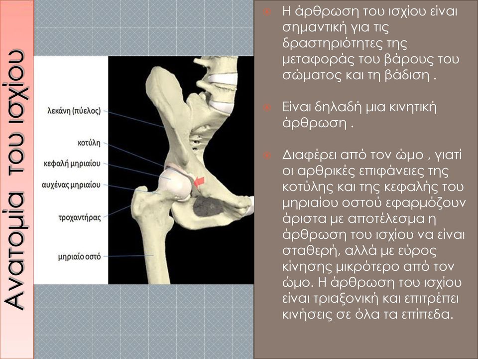 Διαφέρει από τον ώμο, γιατί οι αρθρικές επιφάνειες της κοτύλης και της κεφαλής του μηριαίου οστού εφαρμόζουν