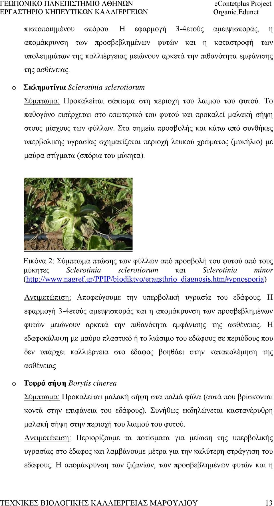 o Σκληροτίνια Sclerotinia sclerotiorum Σύμπτωμα: Προκαλείται σάπισμα στη περιοχή του λαιμού του φυτού. Το παθογόνο εισέρχεται στο εσωτερικό του φυτού και προκαλεί μαλακή σήψη στους μίσχους των φύλλων.