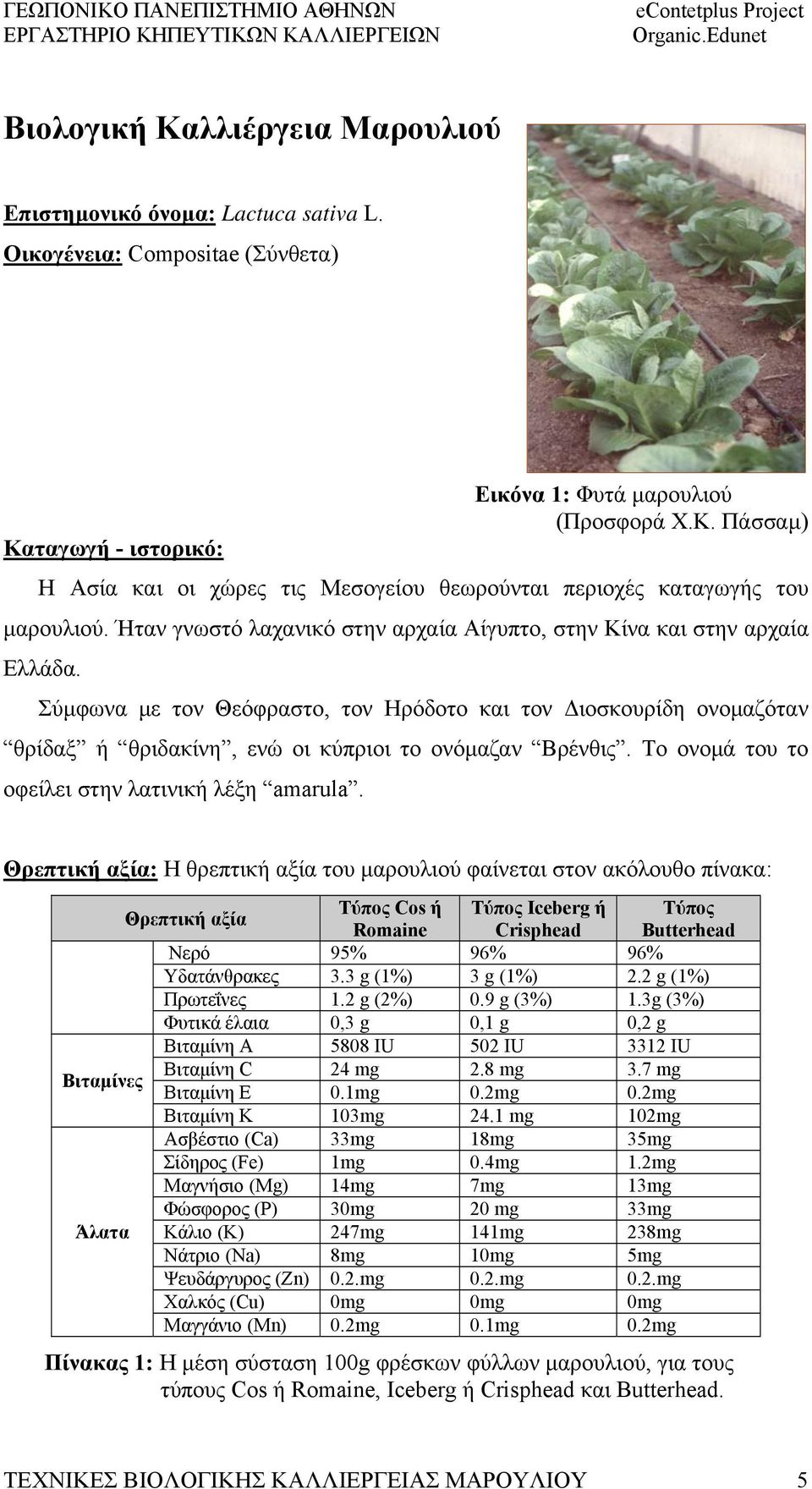 Το ονομά του το οφείλει στην λατινική λέξη amarula.