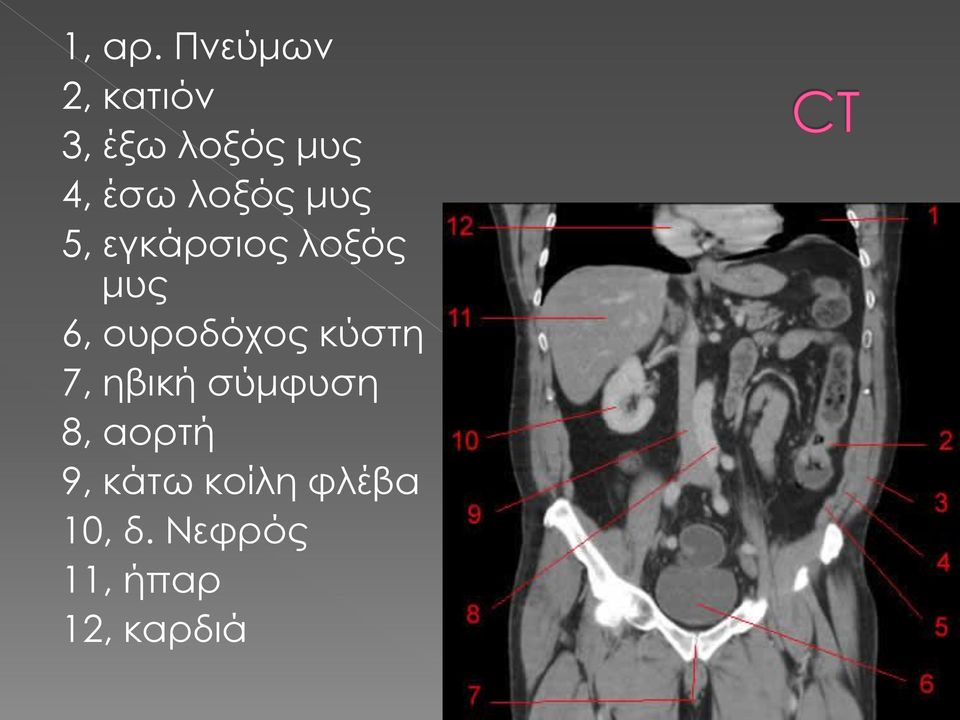 λοξός μυς 5, εγκάρσιος λοξός μυς 6,